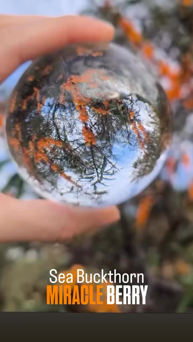 Sea Buckthorn
The miracle berry.
The miracle of life.
A new circle of health, renewal, and joy begins ✨🌿
-
-
-
#2026 #naturalwellness
#seabuckthorn #healthyliving #miracleberry