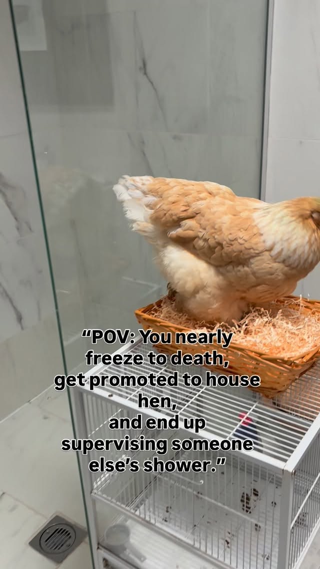 Cold snaps can hit small animals hard.
A warm cosy space and quick action can make all the difference 🤍
Check your hens, rabbits, and outdoor animals in freezing weather
#animalwelfare #coldweathercare #henlife #backyardhens #smallholdinglife ruralliving farmcare wintercare countrylife kindnesscounts realfarmlife animallovers britishwinter rescuednotbought quietcare