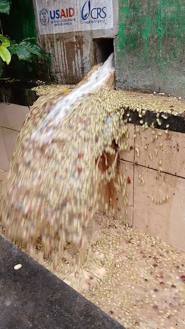 POV: your coffee is fermented and it’s time to wash it.
🤝 If you’re a roaster seeking a long-term business relationship with the specialty coffee farmers who farm your beans, reach out!
🔗 Click the link in our bio or DM our farming group. We ship almost anywhere on pallets.
#greencoffee #specialtycoffee #nicaragua #naturalprocess #honeyprocess #thirdwavecoffee #anaerobiccoffee #pacamara #directtrade #directtradecoffee #woc #coffeeprocessing #sustainablecoffee #biodynamiccoffee #coffeeroaster #coffeesorting #coffeeroasting #coffeefarm #sampleroasting #goldmtncoffee #besocialbegold #coffeefermentation #carbonicmacerationcoffee #nicaraguancoffee #worldofcoffee #yellowpacamara #yellowcaturra