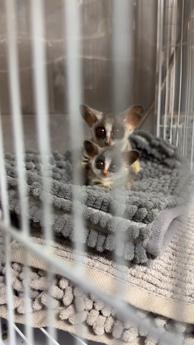 ショウガラゴベビー✨