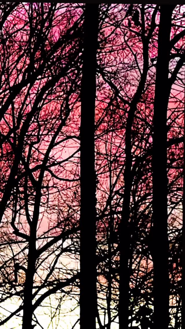 Trees at Winter Twilight…
I took this picture tonight from our back deck. I’m so thankful for this peace.
#peace #home #love #joy #life