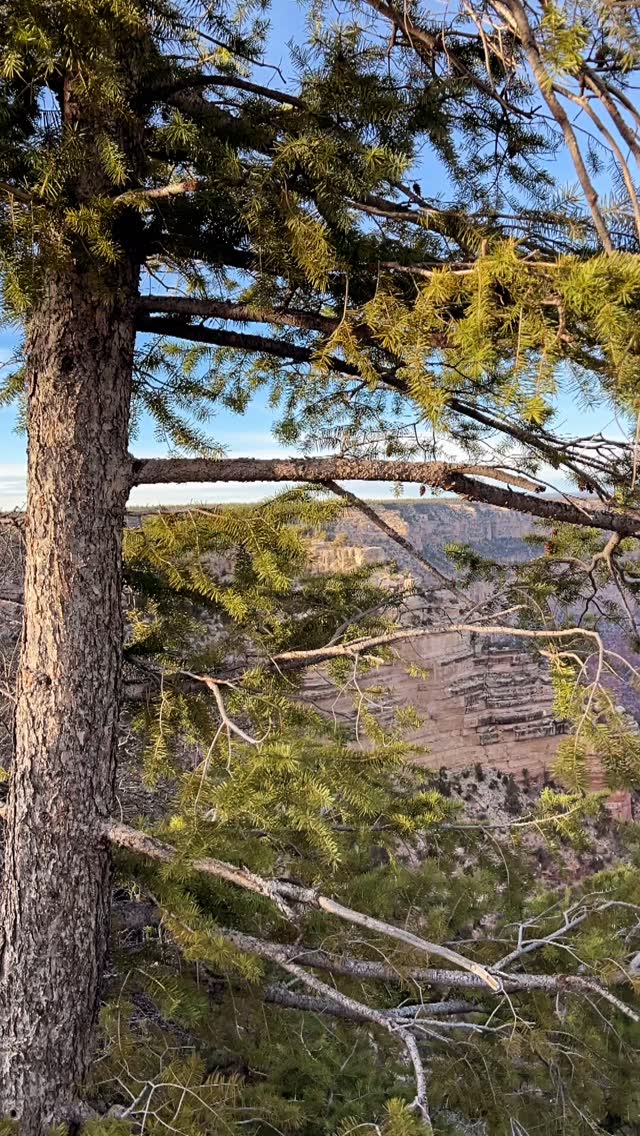 they’ll tell you to scale by all means necessary,
they’ll sell you the idea that convenience means more than connection
(and they’ll succeed)
but moving forward doesn’t have to mean moving faster;
sometimes progress looks like slowing down—
choosing breath over bandwidth,
presence over prediction (models)
mountains and rivers are shaped by time,
and they are magnificent and grand as they are, yes —
but their beauty exists because of their journey,
because nothing meaningful was rushed into becoming what it is
🦋🦋🦋
.
#GrandCanyon #grandcanyonnationalpark