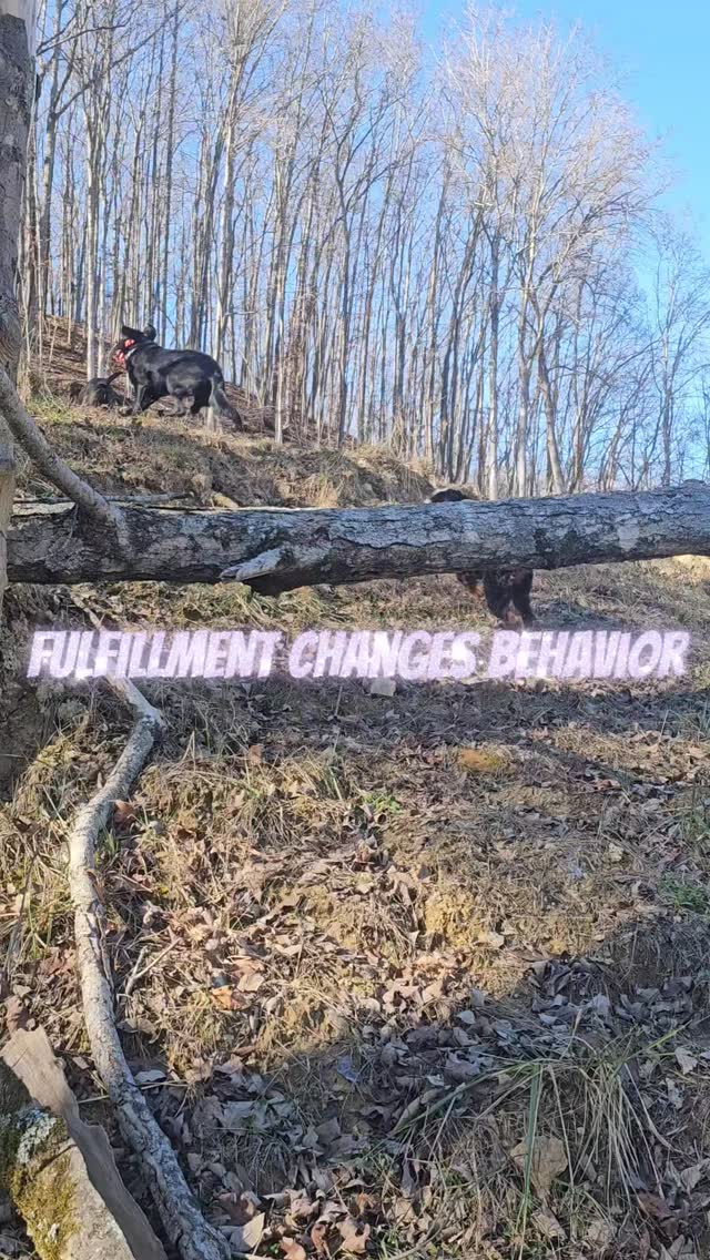 This does more than your sit-stay ever will. No amount of training 'fixes' a dog who never gets to be a dog.
#dogtraining #dogbehavior #letdogsbedogs #offleashtraining #fulfillment