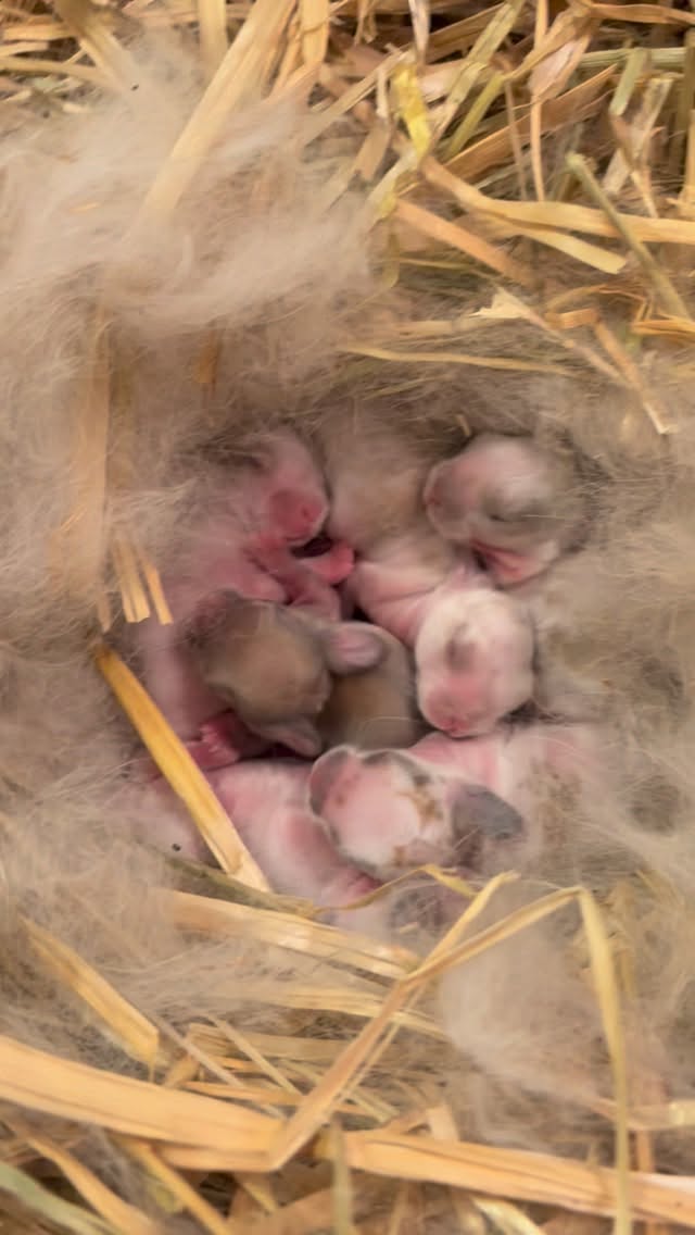 Fun fact: Baby bunnies double in size in just their first week of life. No wonder they’re always hungry 🥕✨