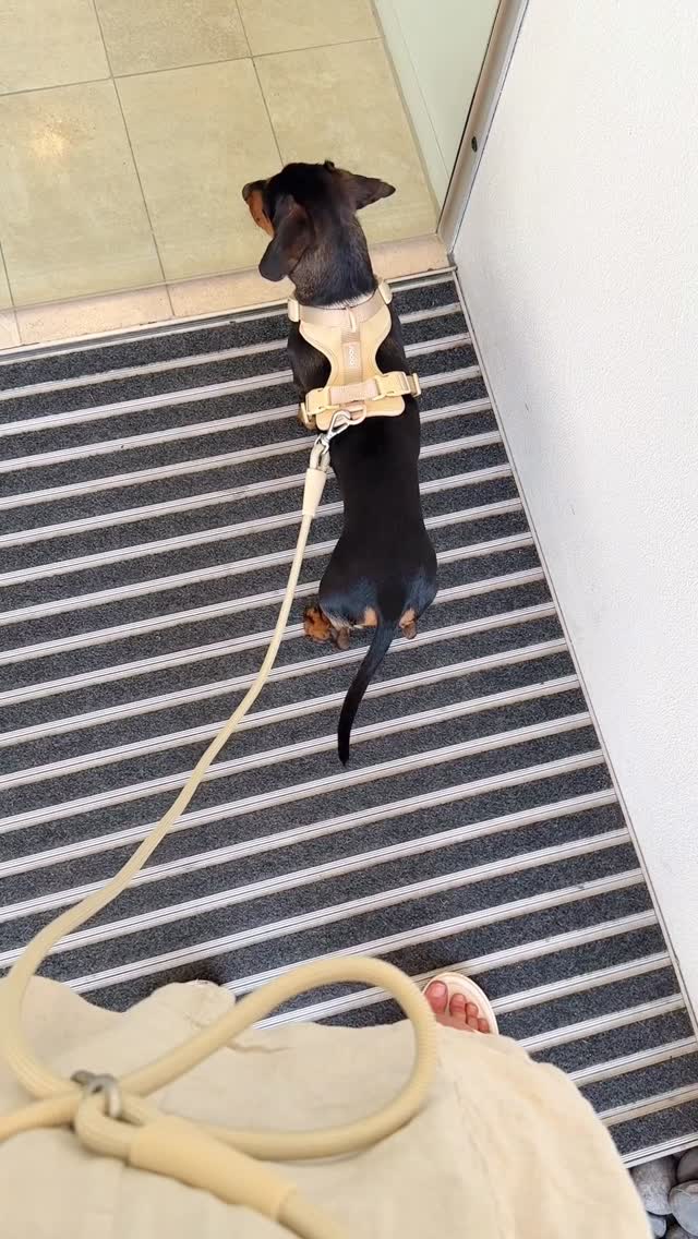 Hands free. City ready.
Designed for everyday urban walks.
Thank you @ashandhound 🫶🏻
#nooalifestyle