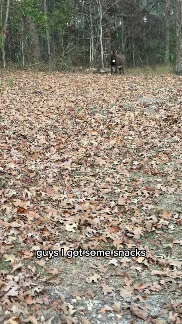 Some of us were not listening tonight🙃
#minicowsofinstagram #farmlife #minidonkey #donkeyoftheday #minicows