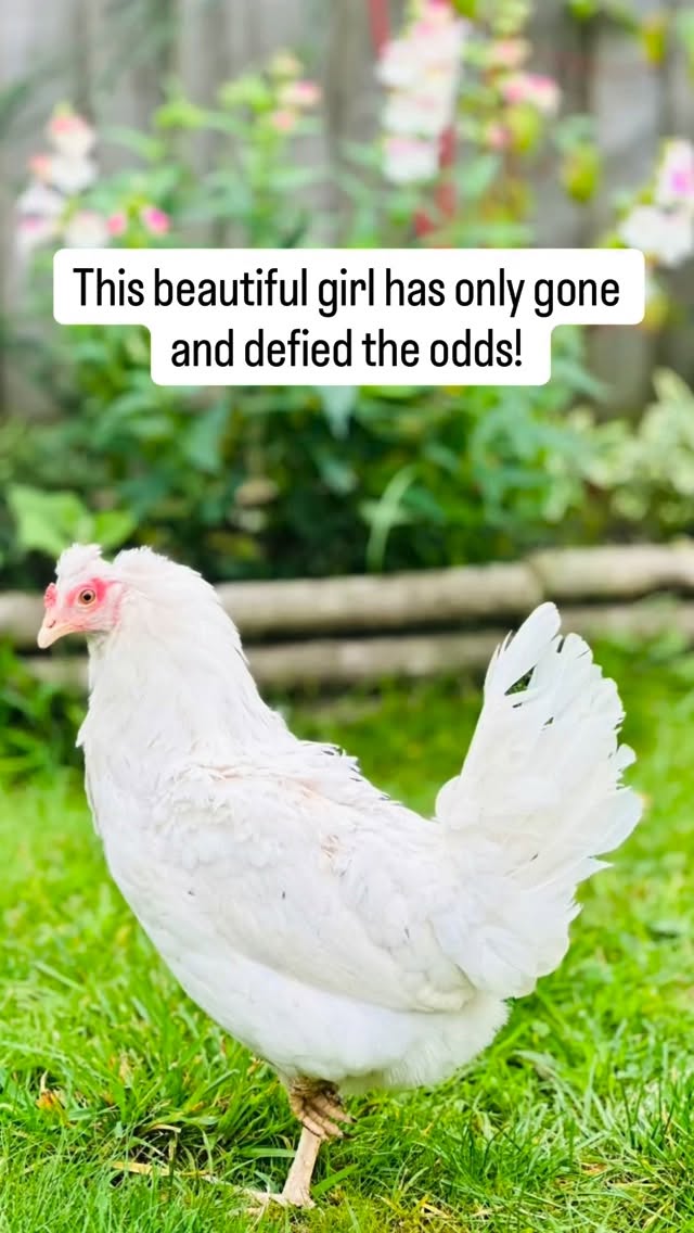 We are so excited when we got our first Glinda egg this morningā¦. AND itās the most fabulous colour š„° #chicken #chickenmom #chickensofinsta