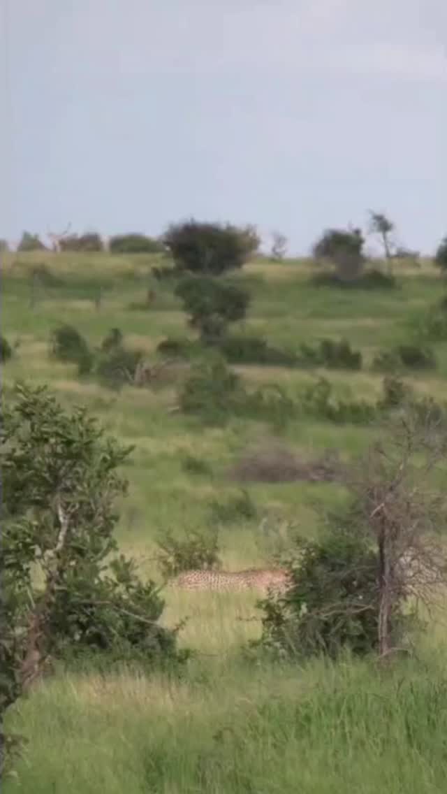 "Wild day in Kruger 😍 Spotted some spots and views that would melt hearts 🔥 #KrugerNationalPark #SafariVibes"