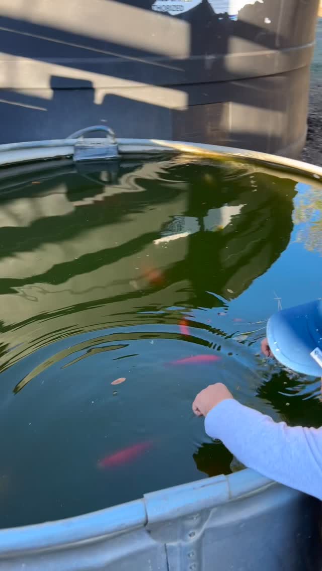 This year we would be grateful for more sunshine, more care for our animals, more fermentation, more gardening, and living more slowly