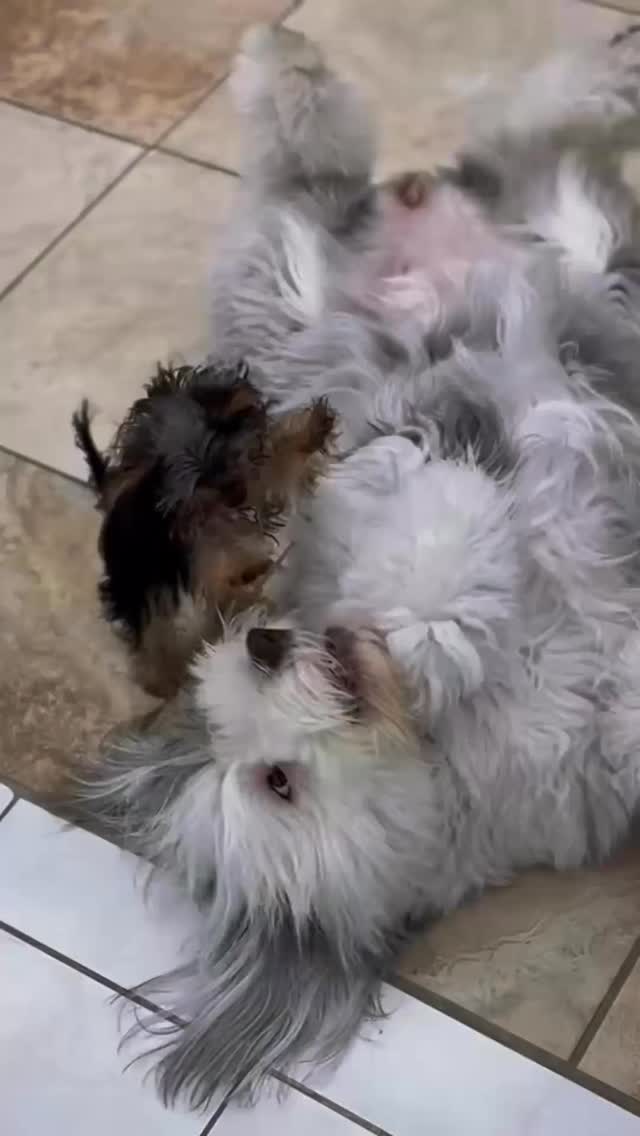 ✨ Happy New Year 2026! ✨
Thank you for trusting Palmetto Animal Clinic with the care of your beloved pets. We are grateful to be part of your furry family and look forward to another year of health, love, and wagging tails. 🐶🐱
✨¡Feliz Año Nuevo 2026! ✨
Gracias por confiar en Palmetto Animal Clinic para el cuidado de sus queridas mascotas. Nos sentimos agradecidos de formar parte de su familia peluda y esperamos otro año lleno de salud, amor y colas que se mueven de alegría. 🐶🐱
✨
Palmetto Animal Clinic
📲305-824-9990
📍1919 W 68 St. Hialeah, Fl 33014
🌐Website:
https://www.palmettoanimalclinic.net
#palmettoanimalclinic #florida #miami #hialeah #veterinarymedicine vettech vetmed PalmettoAnimalClinic NewPatient FurFamily WelcomeLittleOne