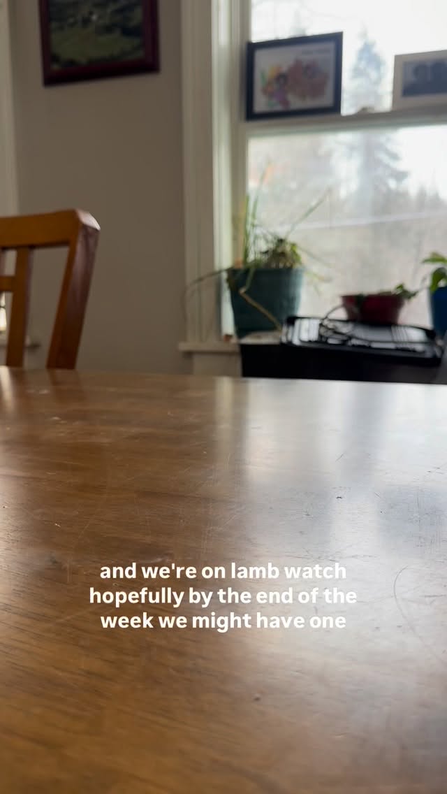 Lambing season is almost here—and preparation makes all the difference. 🐑
One of my goals this year is to share more about how we raise our animals and to better explain why we do things the way we do—hopefully with more videos along the way. I’m not always the most coordinated or organized (RIP to the phone that ended up in a water trough 😅), but I’m making an effort to do better.
With lambing right around the corner, I wanted to share a few things we do to prepare.
Quick disclaimer:
The way we do things is not the only way and definitely not the gospel. We’re always learning and improving, and there are many incredibly talented and more experienced shepherds out there. This is simply what’s working for us right now.
With that said, here’s what I’m prepping in our lambing kit. Our girls typically lamb late at night, so I like to have something I can grab and go. Most of these items are kept inside for sanitation reasons—and to keep things from freezing.
#lambing #sheepfarming #nyfarms