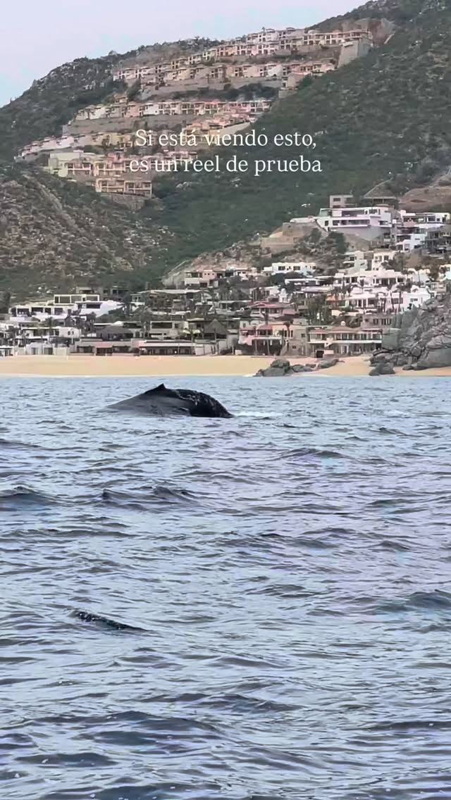 Dije que podía manejar redes sociales… y nadie me advirtió que iba a pasar mis días viendo el mejor contenido de naturaleza. 🤩
En fin, exploten este reel por mí y de paso vayan a vivirlo en persona. Porque esto no es solo un vídeo más, es Proyecto Cetáceo, su magia y animales siendo extraordinariamente ellos y claro, la temporada ya está aquí. ☝🏼
¿Quién se apunta a verlas desde el mar?
— ENG —
I said I could handle social media... and no one warned me that I would spend my days watching the best nature content. 🤩
Anyway, enjoy this reel for me and go experience it in person while you’re at it. Because this isn’t just another video, it’s Proyecto Cetáceo, its magic, and animals being extraordinarily themselves, and of course, the season is already here. ☝🏼
Who’s up for seeing them from the sea?
-
-
-
-
-
ballenas jorobadas, avistamiento responsable, los cabos, baja california sur, temporada de ballenas, vida marina, conservación oceánica, proyecto cetáceo, cantos de ballena, breaching, aletas de ballena, naturaleza salvaje, encuentros marinos, migración, océano pacífico, avistamiento de ballenas, los cabos ballenas, los cabos 2026