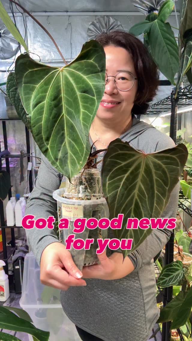 💋 We said yes.
2026 just got a whole lot hotter with my new partnership with @sunny_spot.garden 🌞🌱
This is just the beginning—and trust me, you’ll want a front-row seat.
Stay tuned. Things are about to get hawt!
#HotNews #NewPartnership #SunnySpotGarden #2026Ready #PowerMove #InBloom #supportsmallbusinesses #plantimports #plantsmakepeoplehappy #anthuriumsofindonesia #anthuriummuchlisog