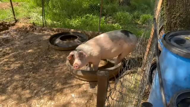 Happy New Year everyone!
We stumbled on this smallholding on the way from Patras to Olympia in April. Heaven!