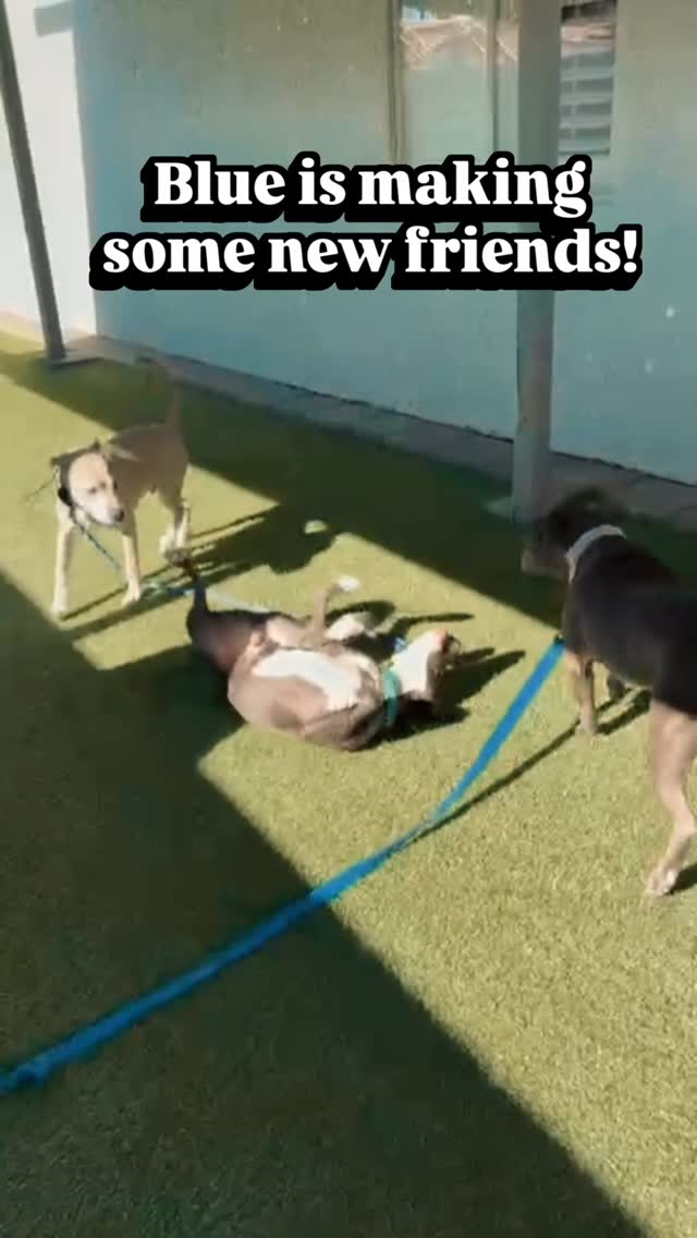 💙 BLUE 💙
Meet the newest addition to our crew, courtesy of @animalhelpalliance! This handsome fellow is getting to know Misfit, Indigo, and Sadie while brushing up on his social skills. Our bigger dogs are happy to show him the ropes.
Blue is available for adoption through Animal Help Alliance.
#abetterpetdogtraining #animalhelpalliance #dogsoflasvegas #dogtraining #lasvegasdogtrainer