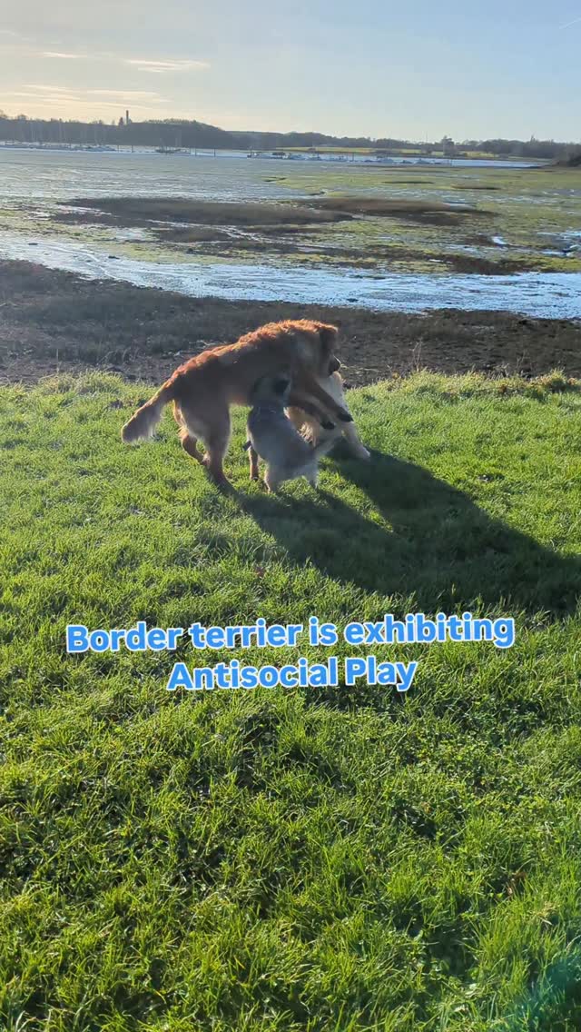 Bit of training with Maggie today, been a while since I've seen her. So lovely to catch up and help her through some habits she's picked up.
#positivereinforcement #dogtrainer #hampshire