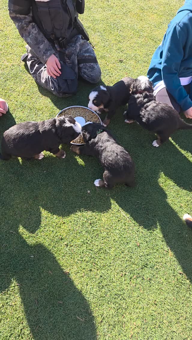 Puppies played outside for the 1st time. They were worn out after exploring!
#bernesepuppy #bernesemountaindog #berner #berneseofinstagram #bernese