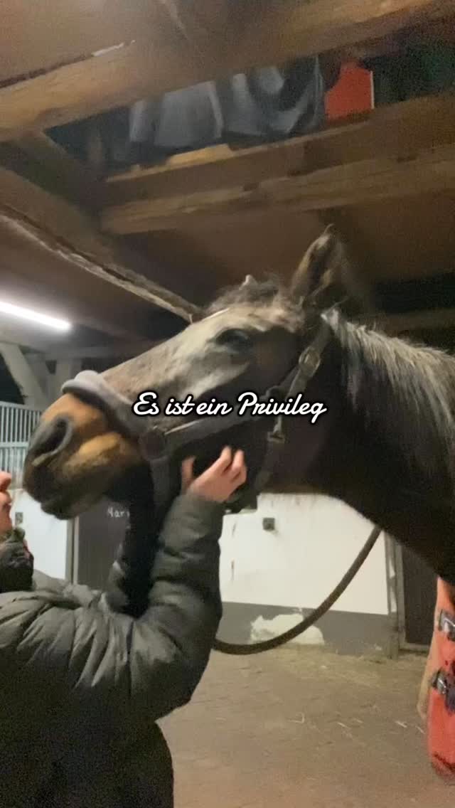 Wenn ich auf 2025 zurückblicke, sehe ich 2000 neue Menschen, die ich auf Insta und Tiktok begrüßen durfte; die geblieben sind, mitdiskutiert haben oder einfach still mitgelesen haben. Menschen, die mir ihr Vertrauen schenken. Danke dafür! 💚
Ich sehe 10 neue Podcastfolgen, hörbar auf Spotify und Podcast.de und seit diesem Jahr auch auf Apple Podcasts. Insgesamt rund 250 Menschen folgen und hören @yvonne.wiechmann und mir zu. Keine riesige Zahl, aber eine, hinter der echte Menschen stehen, die zuhören, mitdenken und nachfragen. Das bedeutet uns viel. 💚
Besonders dankbar bin ich für die wunderbaren Gäste in diesem Jahr. Für Gespräche mit der orthopädischen Hufheilpraktikerin @emily.j.l , Tierärztin und Heilpraktikerin Gaby @gaby_hurink , Darmmikrobiom-Expertin @equi.flora und Pferdetherapeutin @pferde_reha_wirtz . Für Perspektiven, Tiefe, Fachwissen und ehrlichen Austausch. Für Gespräche, die nicht nur Wissen vermittelt, sondern auch inspiriert haben.
Ich habe zahlreiche Weiterbildungen und Videokurse besucht. Ich habe viel gelesen. Bücher, E-Books, Fachartikel. Dazu Podcasts gehört, Blogs gelesen und Instagrambeiträge verschlungen. Und mit jedem neuen Impuls wurde mir eines immer klarer: Wissen lebt davon, dass es geteilt wird.
Niemand von uns erfindet das Rad neu. Wir alle bauen auf Beobachtungen, Forschung und dem Wissen anderer auf. Genau deshalb ist es so wichtig, Wissen nicht für sich zu behalten, sondern es weiterzugeben, einzuordnen und gemeinsam weiterzuentwickeln.
Nur wenn wir bereit sind, voneinander zu lernen, Perspektiven zu verbinden und zusammenzuarbeiten, können wir unseren Pferden wirklich das bestmögliche Leben ermöglichen. Danke an alle, die ihr Wissen offen teilen, es hinterfragen lassen und zugänglich machen.💚
Und dann waren da natürlich die Pferde. Ich durfte viele Pferde kennenlernen, sie ein Stück begleiten und von ihnen lernen. ⬇️