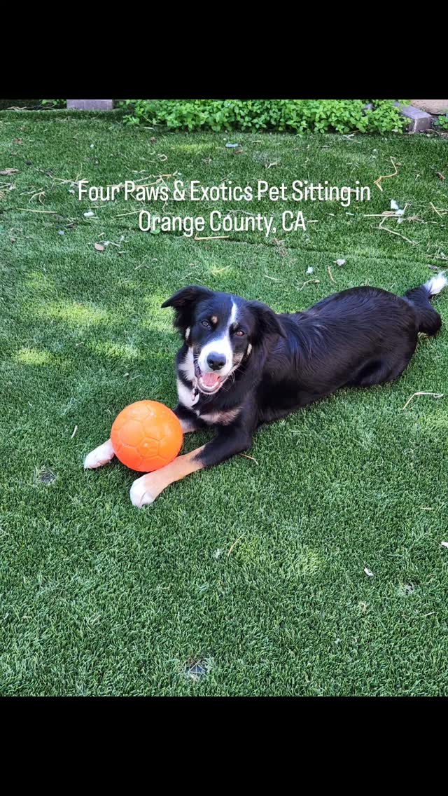 2025 was a busy, prosperous year and I want to say thank you to my clients who have trusted me to care for their beloved pets this year! I'm ready for more pet sitting and dog walking in 2026!
#petsitting #dogwalking #orangecountypetsitter #petsitter #orangecountydogwalker