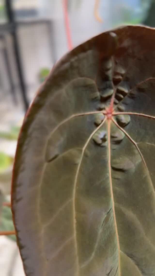 Red Spider momma 🔥🔥🔥
She is cooking and soon will be revealed.
Happy New Year and cheers to a brighter year full of possibilities. 🥂🌅
#anthuriumredspider #anthuriumaddict #anthuriumsofinstagram #growingseedlings #plantsmakepeoplehappy #plantlife #anthuriumhybrids #newyearsgoals