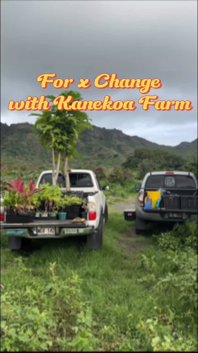FOR x CHANGE w Kanekoa Farm!
Today we helped local farmers in Kamilonui Valley clear a new area and plant ulu and others.
We learned about challenges and history of this valley.•
Join us for the next one!
Protectpreservhi.org
•
#conservation #agriculture #farm #farmlife #biodiversity #luckywelivehawaii #malamaaina #volunteerhawaii #getinvolved #kuleana #touchplants #hawaiinei