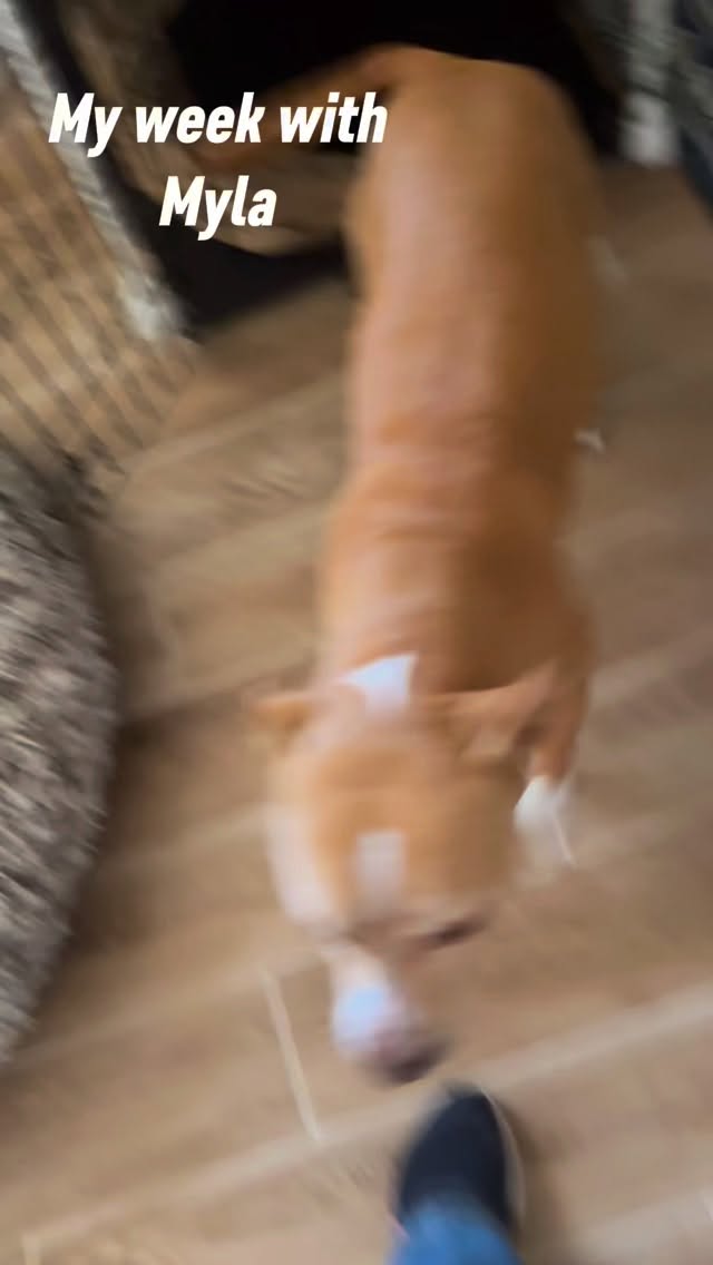 Christmas week I stayed with this sweet Pittie girl.