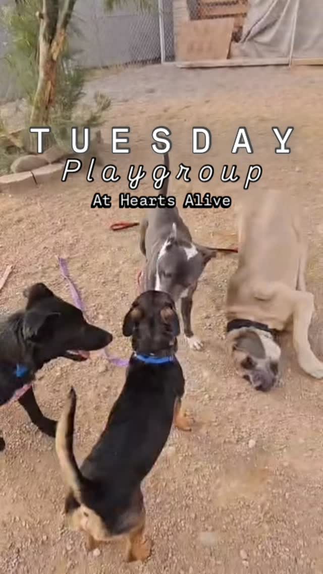 Play Group! 🐾
Misfit & Smokey joined forces with these adoptable cuties at @heartsaliveanimalrescue for an action-packed playdate!!
▪️Jack sparrow little brown and black dog
▪️Sara shepherd
▪️Pluto tall brown and black dog
▪️Cannoli is black dog
Fun times were had ❤️
#abetterpetdogtraining #heartsalivevillage #dogplaytime #dogsoflasvegas #adoptabledogs
