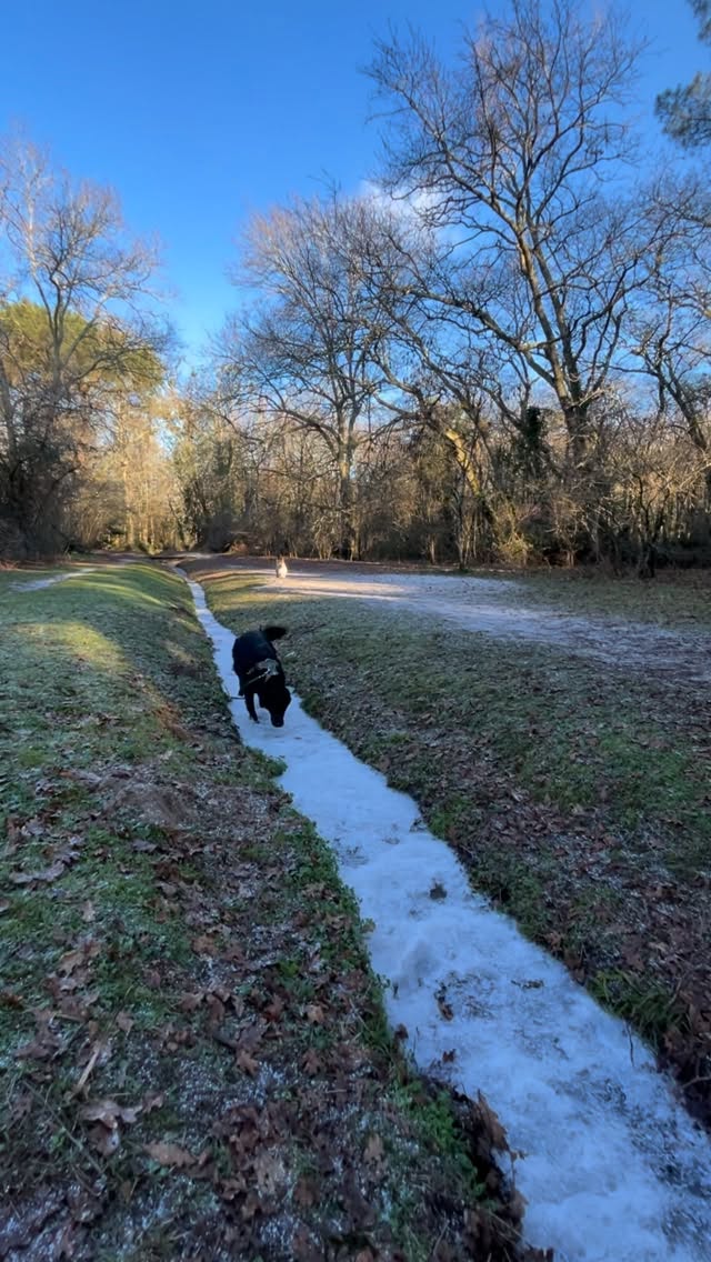 3 flocons de neige ❄️ = 100 % d’excitation pour Tofu et Taos 😂☃️
#neige #snow #glace #hiver #winter #froid #chien #chienfou #chienfoufou #chienenhiver #chienheureux #chiendamour #chienmignon #chiendujour #chiendrole #petsitter #petsitting #begles #talence #villenavedornon #nansouty #gradignan #floirac #bordeaux