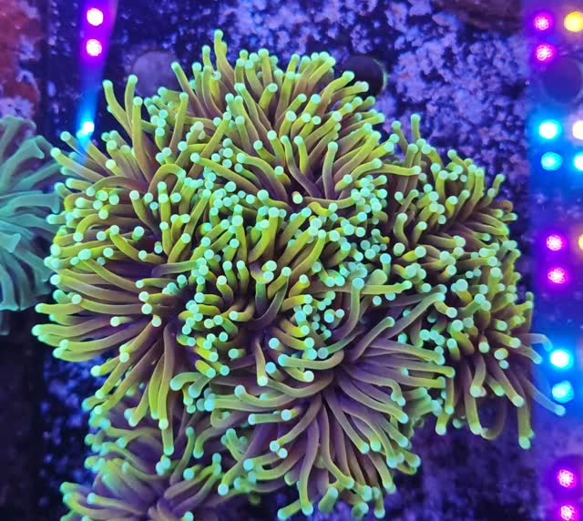 🌊 Alcuni degli animali attualmente disponibili 🌊
Coralli reali, fotografati dal vivo, selezionati con cura e mantenuti in condizioni ottimali.
Ogni esemplare è unico per colore, forma e crescita.
📸 Foto reali
📦 ritiro disponibili
🔗 Scopri di più su www.reef-aquarium.it
#corallireali #animali disponibili #reefaquarium
#corallivivi #reefitalia acquariomarino
sps lps softcoral reeflover
reefcommunity acquariofilia
reefaddict reefpassion reefshopitalia