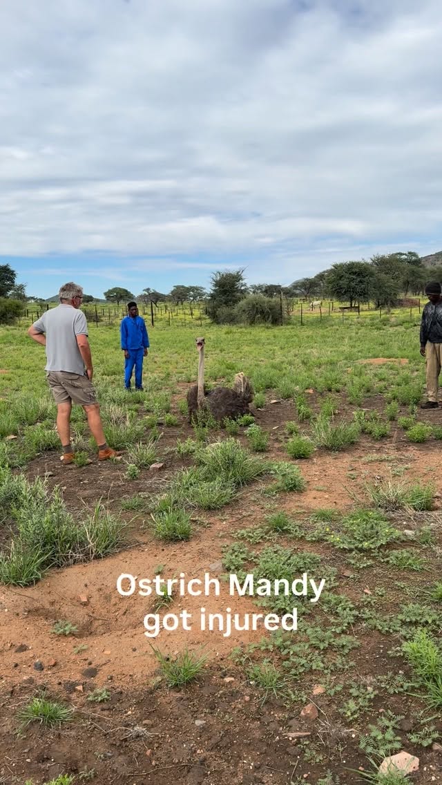 Thank you @nambushvet to always be there for us and help with advice ☺️
#ostrichbird #namibianlodge #wildliferescue #ostrichfarm
#namibianadventures