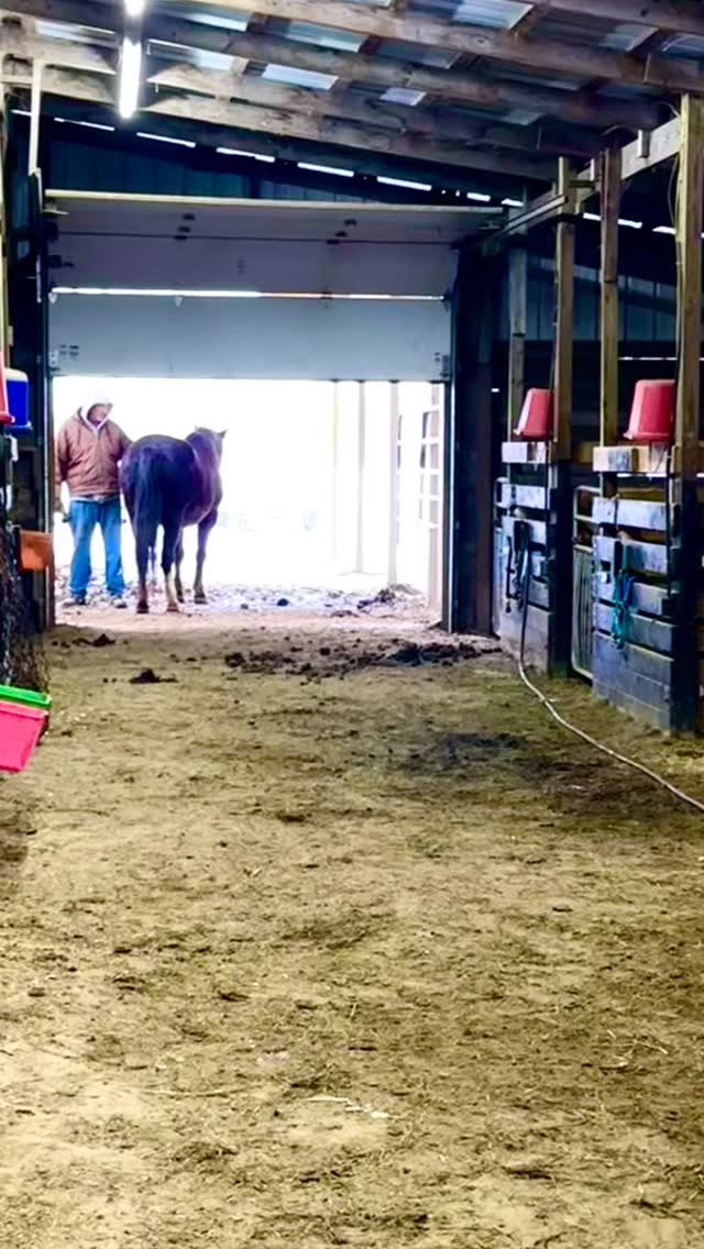 This morning held one of those quiet moments that speaks louder than words.
Just a man and his horse.
At 34 years young, Red Lady has earned the right to make her own decisions—especially on mornings like this. There was no halter, no hurry, no agenda. Just a conversation about whether to step out into the weather or stay in where it’s warm.
She chose connection.
She stood by him, not because she had to, but because she wanted to. A reminder that the deepest bonds aren’t built through control or routine, but through trust, respect, and presence.
This is what partnership looks like.
This is the language horses speak.
#HosannaHorseHaven #JustAManAndHisHorse #ConnectionOverControl #HorsesHealingHumans 💫
