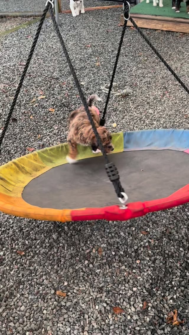 Outside time at six weeks old! Learning potting outside, playing with grandma Maisy and starting to eat a little bit of kibble (although they prefer raw).