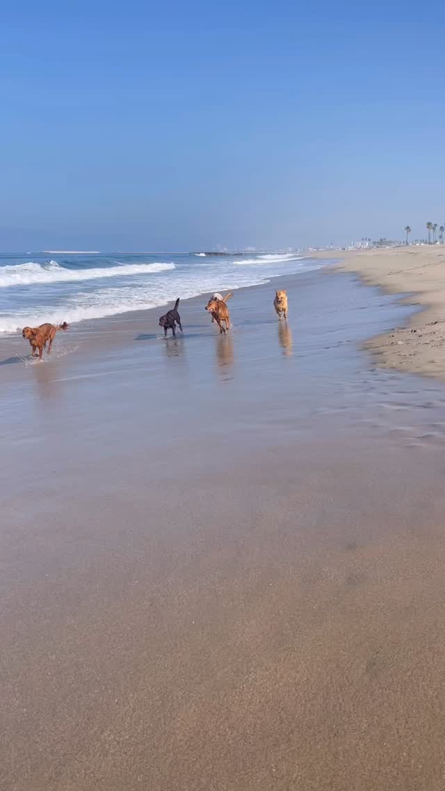Happy New Year to the best pack out there 🐾
.
.
.
.
.
#packwalks #packwalk #dogwalker #dog #dogs