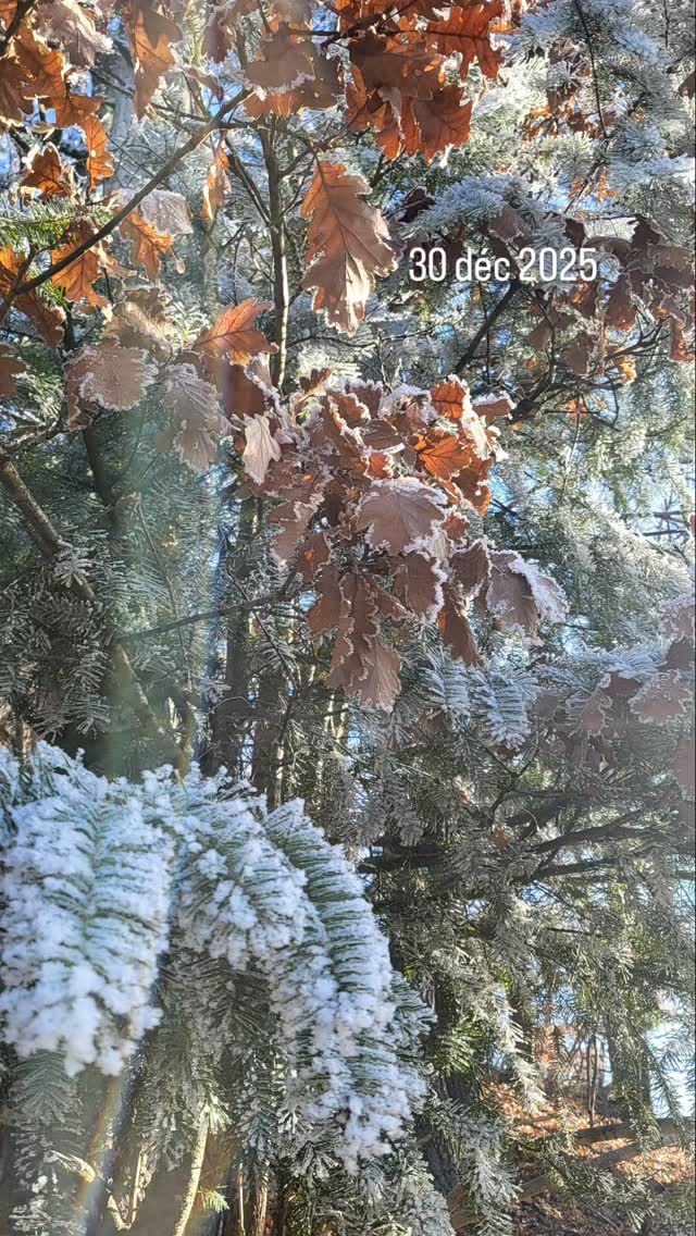 Randonnée hivernale ❄️🌞
#randoalsace #thann #paysdethann #accompagnatriceenmontagne