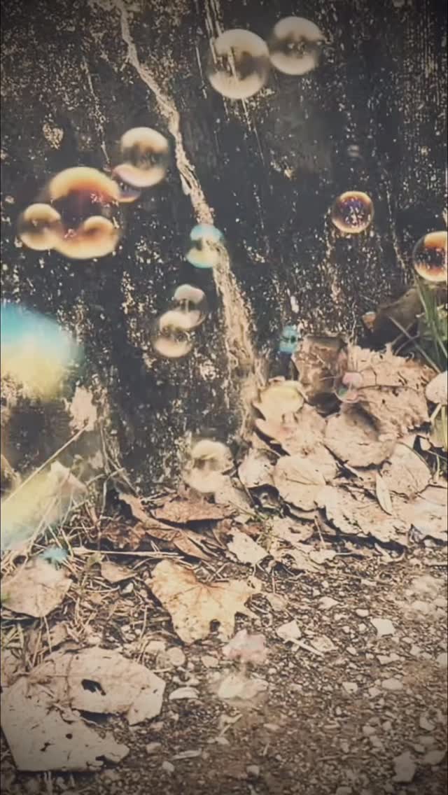 Fürs 2026 wünschen wir euch
LOVE, PEACE & ROCK N ROLL
💟☮️💟☮️💟☮️💟☮️
Ein weiteres Jahr voller Erinnerungen an wunderbare Begegnungen, geile Konzerte, bereichernde Zusammenarbeiten, neue Wege, aber auch die eine oder andere Herausforderung geht zu Ende.
DANKE, hebed Sorg zunenand und bliibed gsund
Eui Rosewoodies
#lifeisgoodwithrosewood #swissmusic #musicfromswitzerland #americana #countrymusic