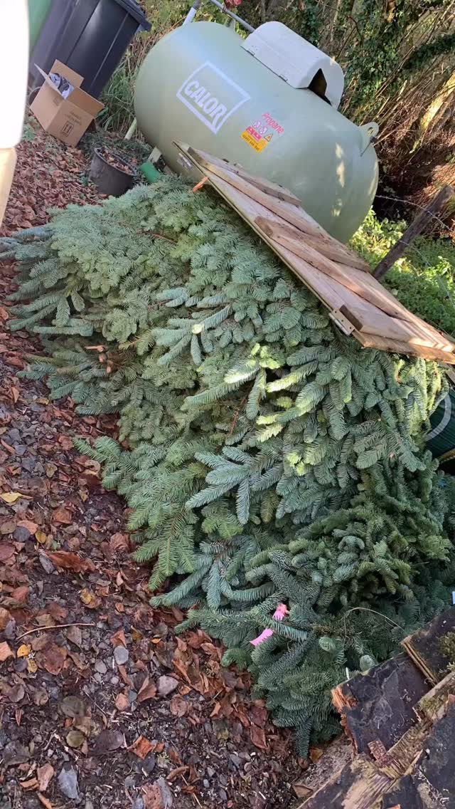 In a stunning plot twist, Christmas and New Year have vanished in the blink of an eye! We've had an utterly ridiculous time at the shop, filled with festive shenanigans, workshops, and enough wreaths to adorn an entire fairy realm. Don't forget, Dor's garden is open on New Year's Day until 3 pm, and the next day, before I retreat into hibernation until Jan 12th to recover from a pesky chest infection, celebrate my big 37 and gear up for the shop's annual metamorphosis and restock. As I embark on my final year on the high street, expect a new direction for the business, with a focus on dried floral arrangements, wedding flowers, and preservation techniques that will leave you mesmerized. Wishing you all a happy new year, and looking forward to catching up soon!
#rossonwye #herefordshire #gardenshop #shoplocal #visitrossonwye