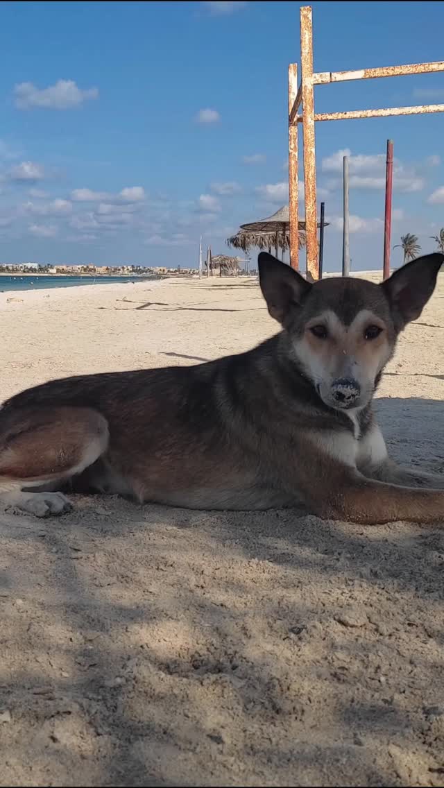 Thanks, 2025, for being kind. This year, I'll share my biggest success that I'm genuinely proud of, and no, it's not about music or my accomplishments in the superficial world
It's about Hayat (life in Arabic). We managed to heal a dog that was run over by a car, had her vertebral column broken, and now she's running, smiling, and even has a baby pup
Thank you to @oodivetcenter and everyone who donated and & last but not least mum who works so hard in the shadows 🤍