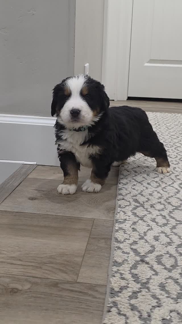 This is Harry, as in Harry Potter. He is a sweet boy who loves to be held and cuddled. He is one of the 1st guys to come to the gate when I come and say hello to them. He has a large Swiss kiss and it wraps around the side of his neck. He is so cute!
#bernesemountaindog #berner #puppylove #puppylife #puppydog