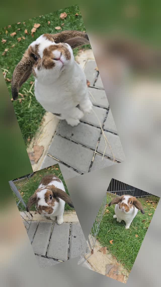 Good morning, From lovely Brownie, š he is just enchanting....š°
#thecoolbunnysitters #bunnysitting #rabbitsitting #bunnylovers #petsitting