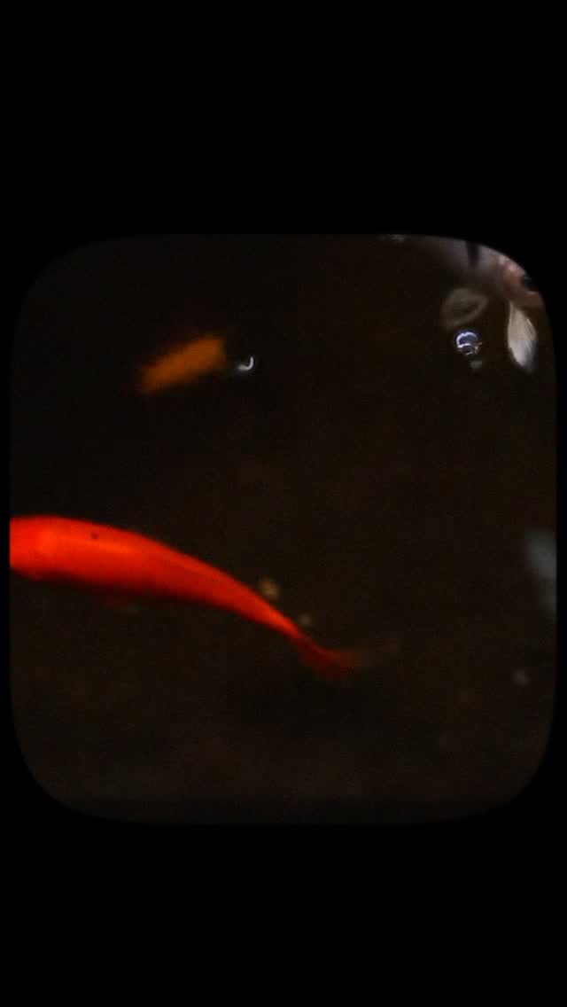 Quote from G.N Bellon’s Divine Lines - chapter 28 “Nalia”
#divinelines #fantasy #booktok #darkfantasy #kingdoms