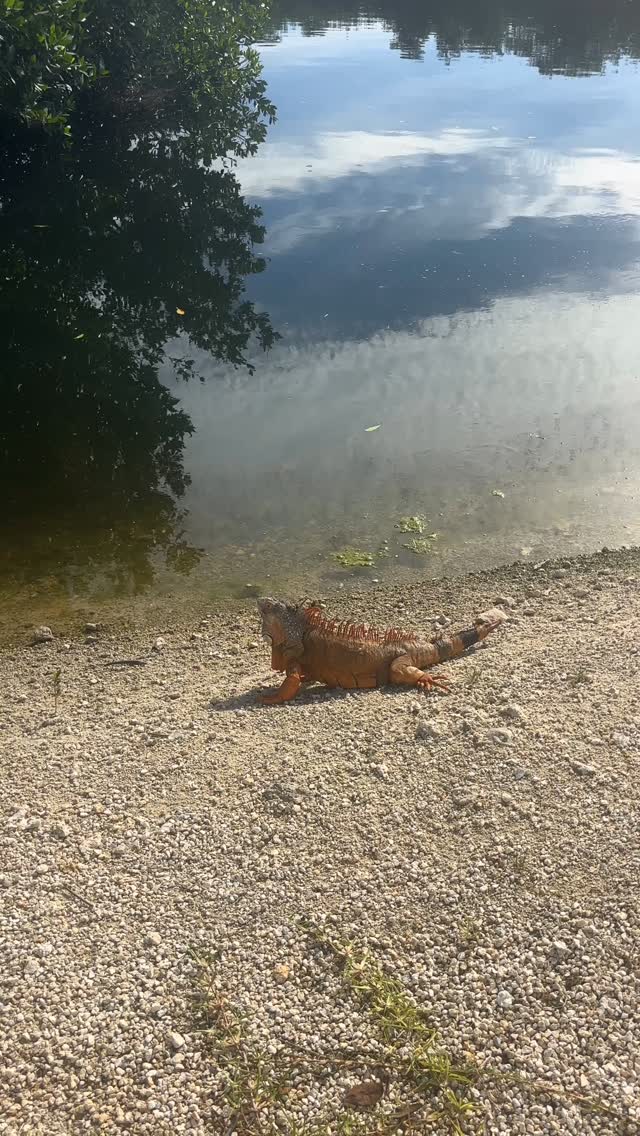 Staring contest Key West style 👀🤣 #keywest #floridakeys #iguana #leoscampground #rv