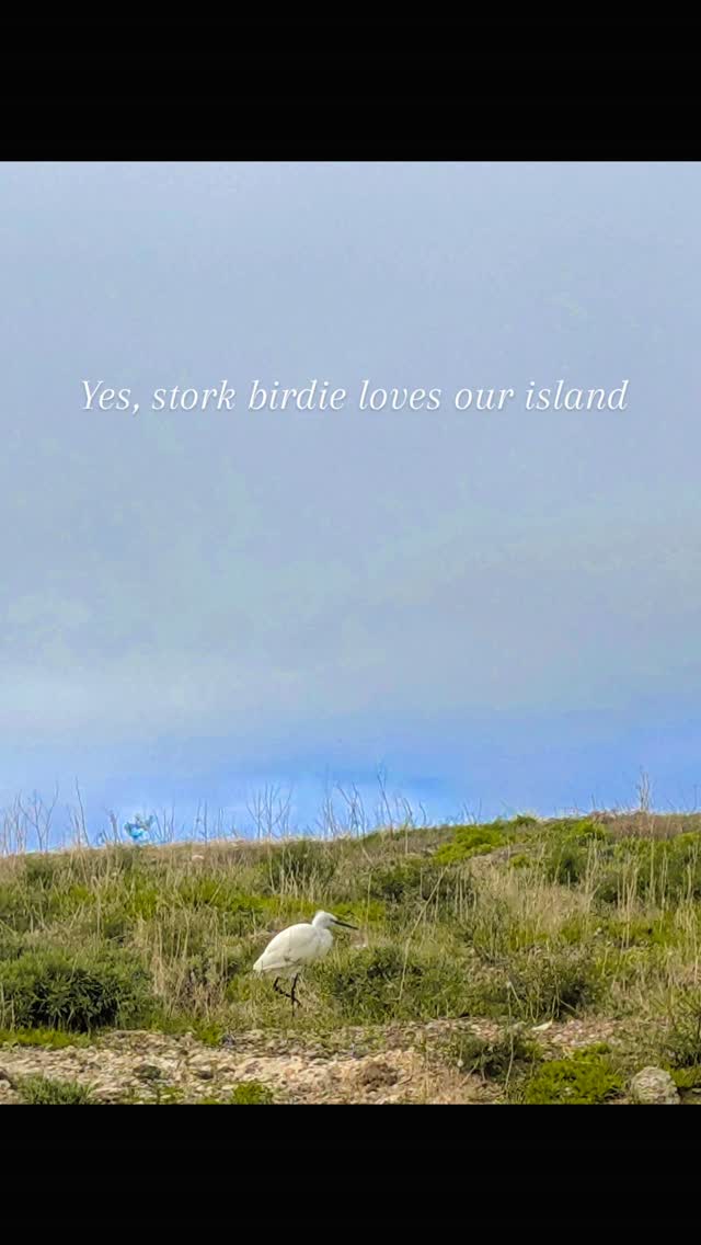 😄Stork @Portosanto during stormy weather🎄