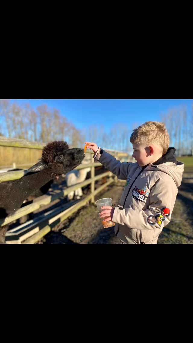 New year, fresh air, and fluffy faces… Woodlands Alpaca Farm is back open 🦙✨
—come start 2026 the right way with our furry friends 🌿 #cheshirefarm #pettingfarm #goatwalk #alpacawalk #woodlandsalpacafarm