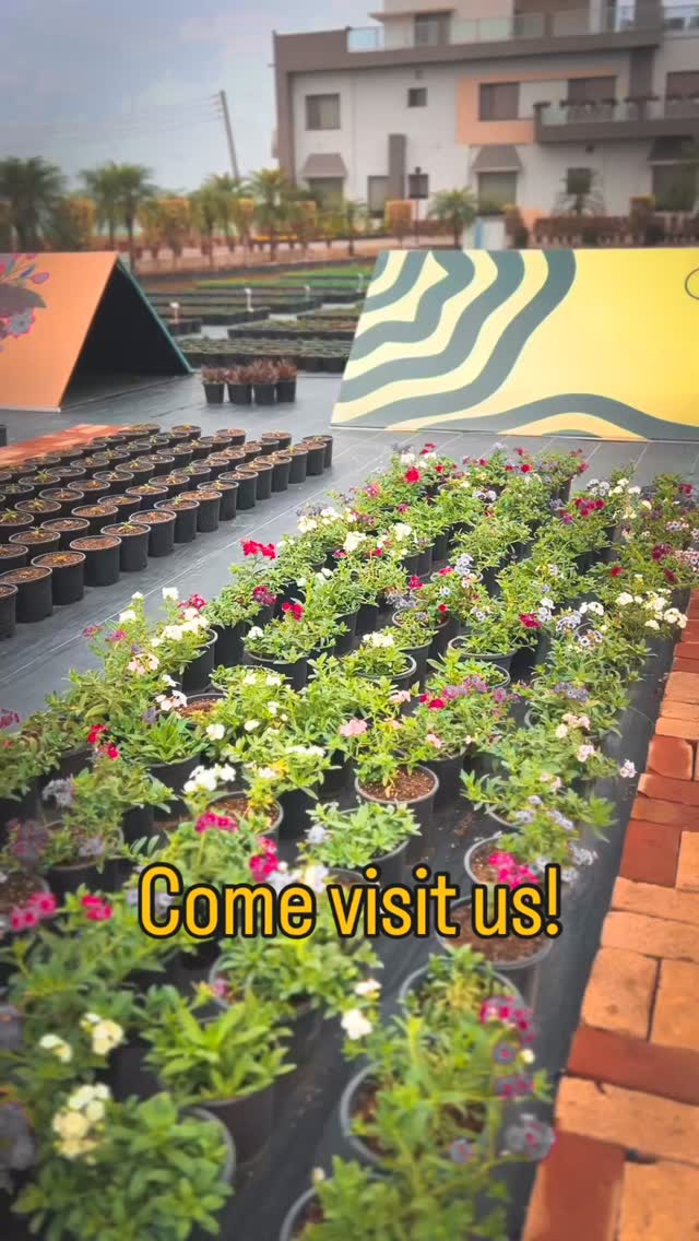 A glimpse into our wide and exclusive range of F1 seasonal flower pots — grown with precision, care, and passion.
Each pot is nurtured from high-quality hybrid seeds, ensuring uniform growth, vibrant colours, and long-lasting blooms.
From classic favourites to premium hybrids, these pots are crafted to elevate gardens, nurseries, and landscapes alike.
Because when it comes to flowers, quality makes all the difference.
#BiocarveSeeds #HybridFlowers #PremiumPlants #GardenCenter #flowerlovers