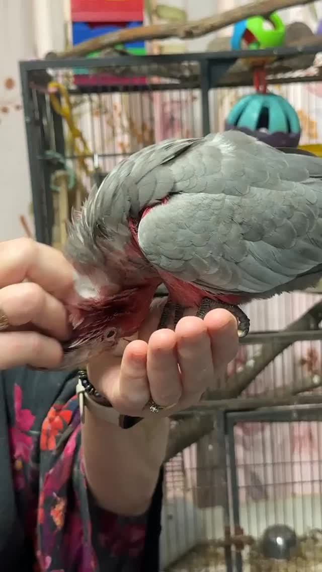 Gizmo, the baby Galah, loves his head rubs and attention 🥰💕
https://www.beaksandfeathersaviaries.com/
#galah, #cutebabygalah, #austraiangalah