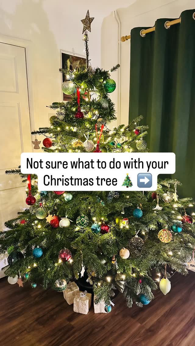 These are the āqueensā of acidic soil. They often wonāt bloom, or will even turn yellow, if the soil is too alkaline.
⢠Azaleas
⢠Rhododendrons
⢠Hydrangeas (Blue varieties)
⢠Camellias
⢠Gardenias
⢠Blueberries
⢠Cranberries
⢠Strawberries
⢠Ferns
⢠Bleeding Heart
⢠Japanese Laurel (Aucuba)
Not sure if your soil is acidic? Look for āindicatorā plants! If your neighborās Hydrangeas are bright blue, youāve likely got acidic soil. If theyāre pink, your soil is more alkaline
#sustainability #christmastree #toptips