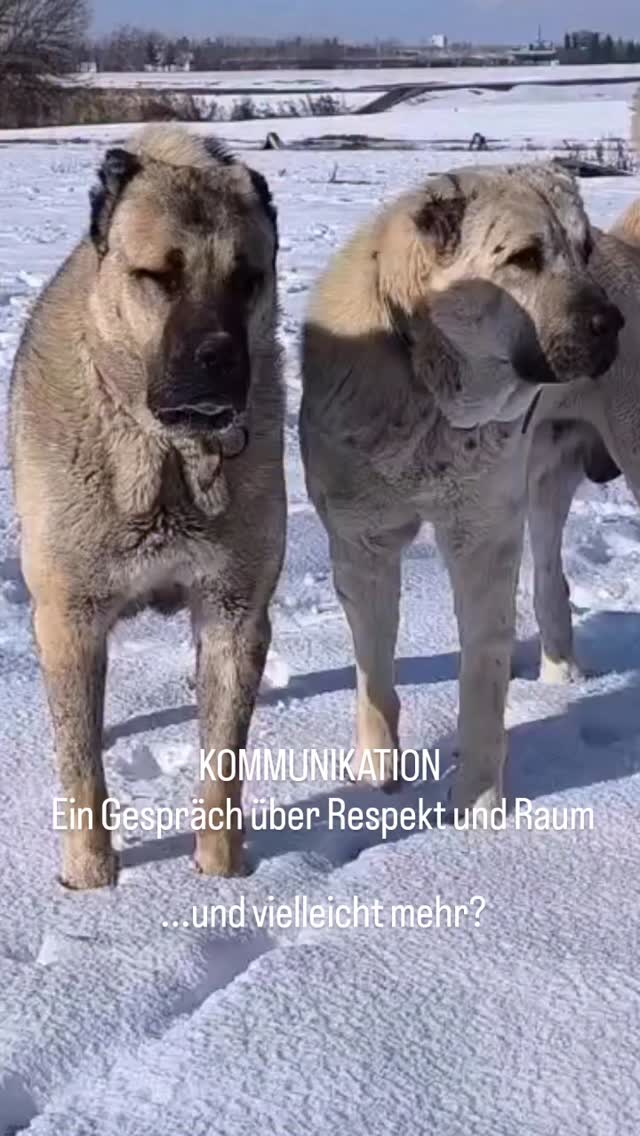 ➡️ Warum "vielleicht mehr"? Worum es wirklich geht?
Ganz sicher lässt eine/die eine klare Botschaft hier ablesen, dass Respekt eingefordert wird.
Schön zu sehen die Sprache über Spannung, Beschwichtigen, Raum und Bewegungsspielraum
Zu bewerten allerdings, ob das richtig oder falsch, gefährlich werden kann oder harmlos ist, ist aber in den meisten Fällen bei so kleinen Ausschnitten nicht angemessen. Worum es tatsächlich geht, kannst Du in so vielen Fällen aus einem kleinen Moment aus den Internetvideos meist nicht schließen
Es gehört immer auch das vorher/nachher und die Beziehung der beiden dazu.
Beobachtet aber hier: Die beiden besprechen da etwas sehr schön und von beiden Seiten deutlich in Hundesprache!!
#mithundensprechen #hundesprache #hundetraining #hundeverhalten #hundeliebe