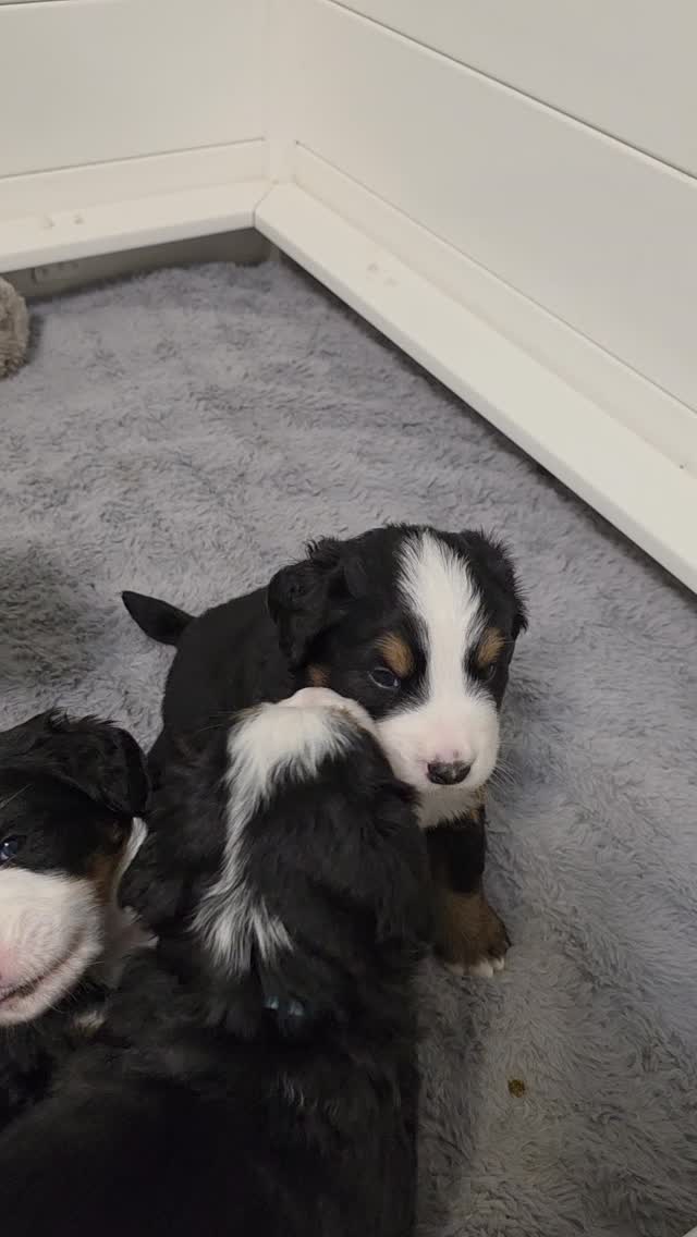 These little boys are getting cuter by the day! DM to get on our list.
#bernesemountaindog #berner #bernesemountaindog #bernesepuppy #puppylove