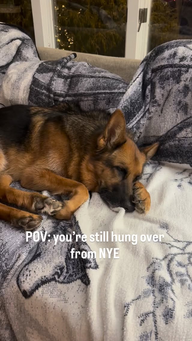 #dogs #gsd #gsdofinstagram #dogs