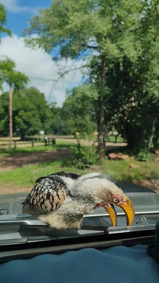 Team huddle with Zazu before our afternoon drive today